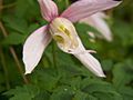 Clematis alpina Pink Flamingo IMG_5975 lisc